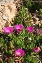 کارپوبروتوس ادولیس